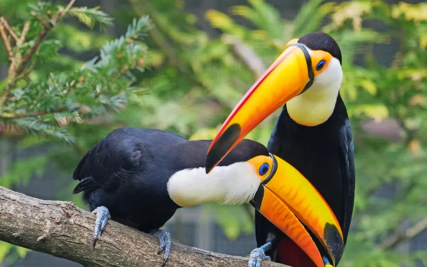 Vogelpark Walsrode