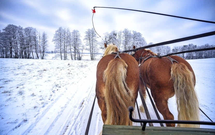 Kutschfahrt durch die Heide